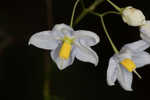 Jasmine nightshade